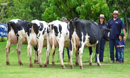 Metade dos embriões bovinos in vitro do mundo é produzida no Brasil